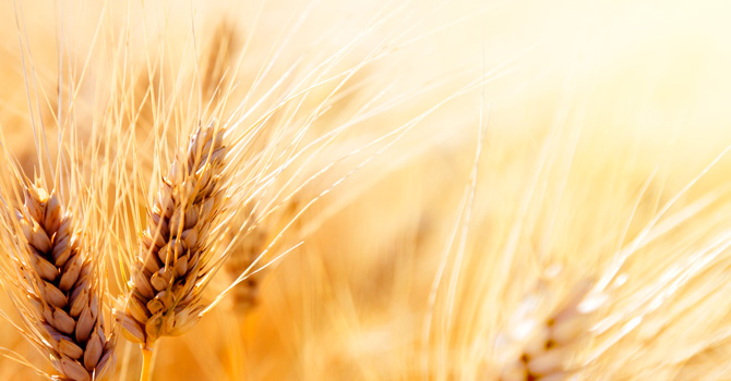agricultural-products-img 5